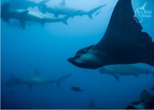 Eagle_Ray_with_Hammerheads_01