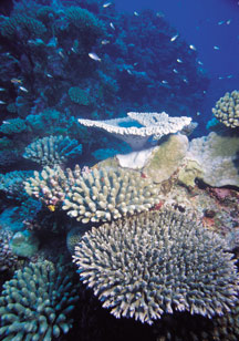 more-corals