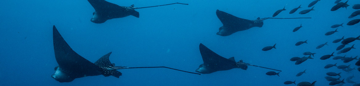 Eagle-Ray-School-Galapagos