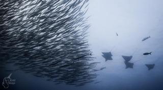 Barracuda And Guests
