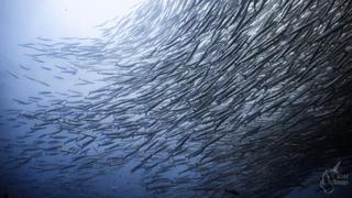 Barracuda