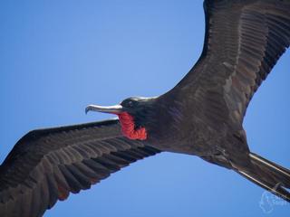 Frigate Bird 1