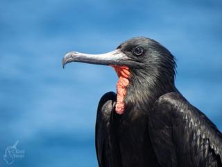 Frigate Bird 2