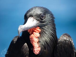 Frigate Bird 3