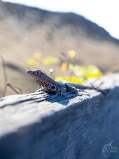 Lava Lizard
