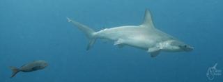 Loan Shark
