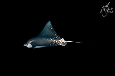 Ray In The Black