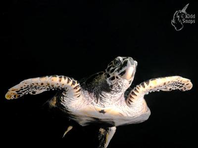 Turtle In The Black