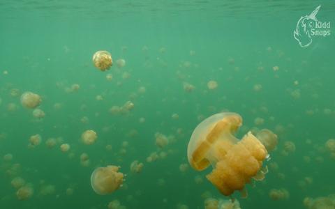 Jellyfish Lake