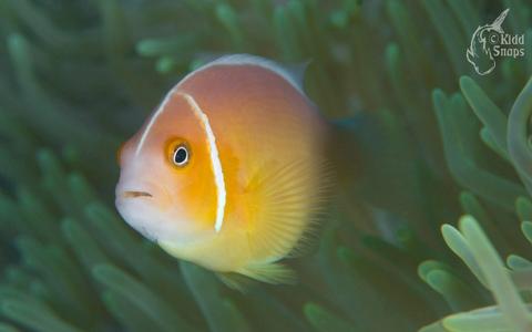 Anemone Fish At Home