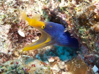 Blue Ribbon Eel