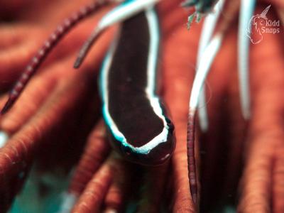 Macro Worm Inside Brittle Star