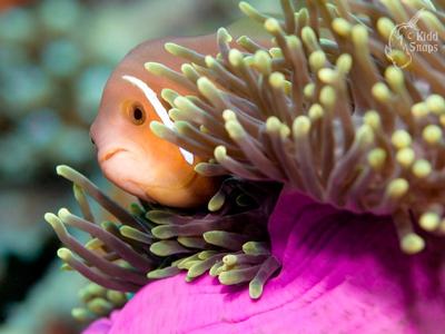 Peeking Anemone Fish